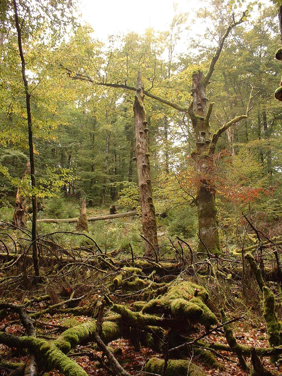 Hallands län Lågor och högstubbar av bok i naturreservatet Skrockeberg. En av fönsterfällorna var placerad på den lägre högstubben till vänster om bildmitt. 4.