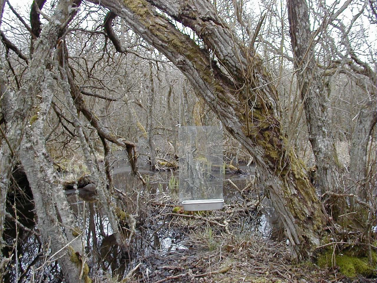 Hallands län Fönsterfälla i lövsumpskogen