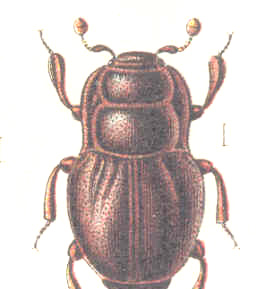 Både larv och vuen skalbagge lever som rovdjur på andra mindre insekter eller deras larver.