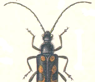 Orchesia fasciata (VU) kallas gulbandad brunbagge. Den är brun med tre gula band på täckvingarna och ca 4 mm. Arten utvecklas i svampig löv- och barrträdsved.