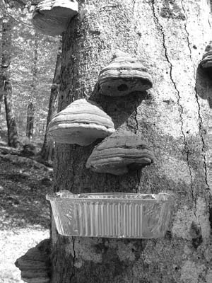 Hallands län Figur 3. De tre använda fälltyperna a: fönsterfälla. b: fallfälla i ihåligt träd. c: tickfälla. Fällorna i denna undersökning satt utplacerade från början av maj till början av september.