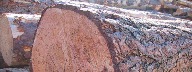 Figur 8 Skorpbark Tallens bark är generellt