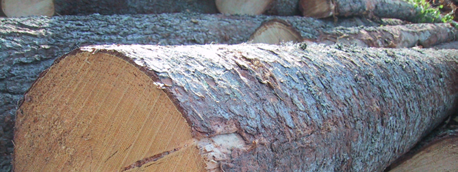 2.1.4 Bark hos gran Gran har till skillnad från tall bara en typ av bark (Zacco, 1974), se figur 10. Figur 10 Granbark 2.
