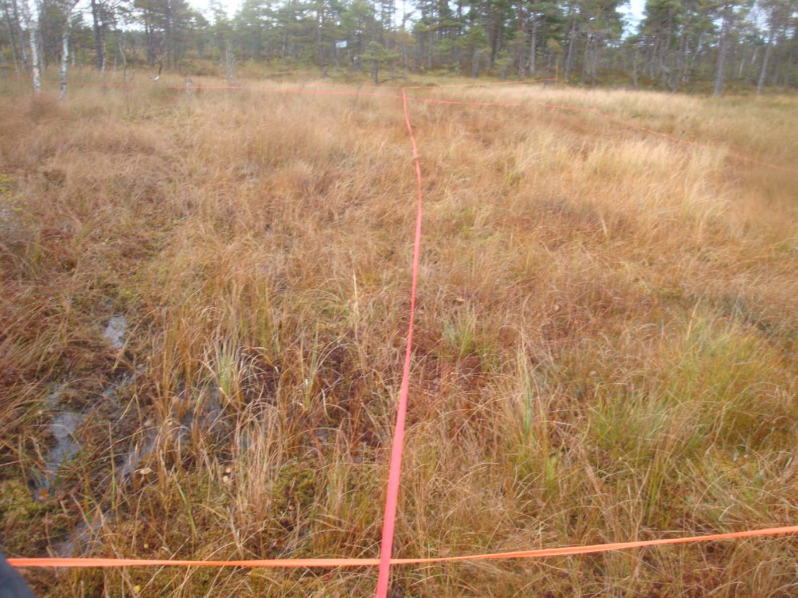 Jag spände upp röda markeringsband var femte meter och lade på så vis ut ett rutnät inne i uppmätningsområdet. Vid var femte meter tog jag även ett foto.