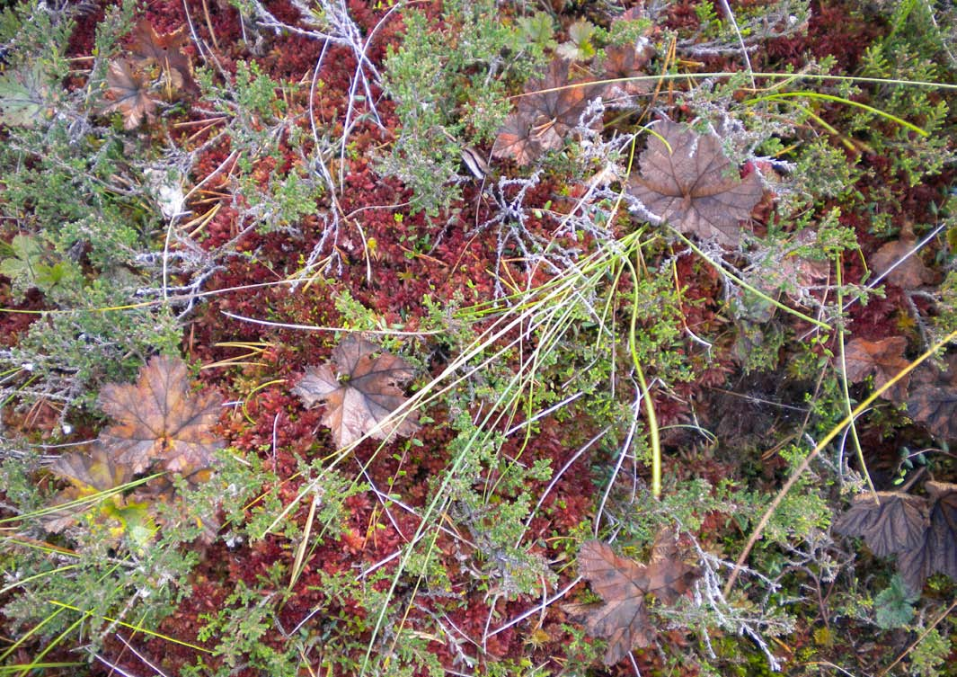 Plats på myren Vissa delar på myren har endast fält- och buskskikt.