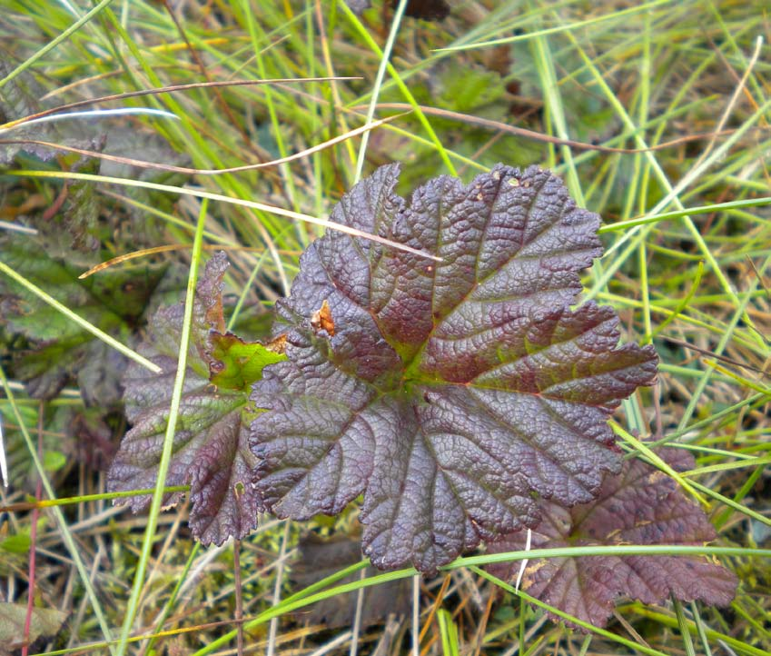 glansigt/glatt Rubus chamaemorus,