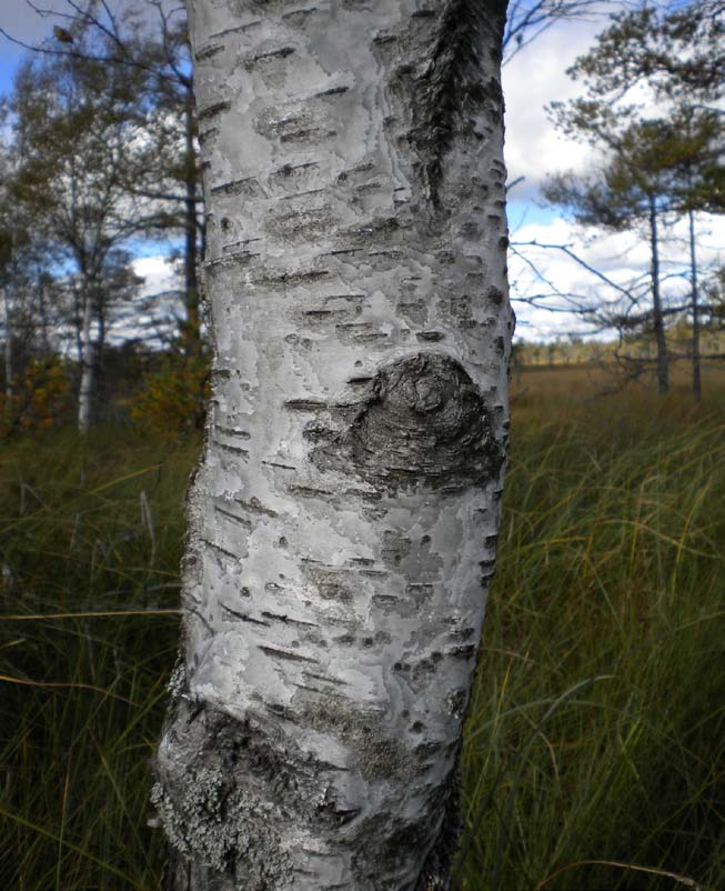 matt/strävt Trädstammar Björkarna har fläckvis en skrovlig textur på sin näver.