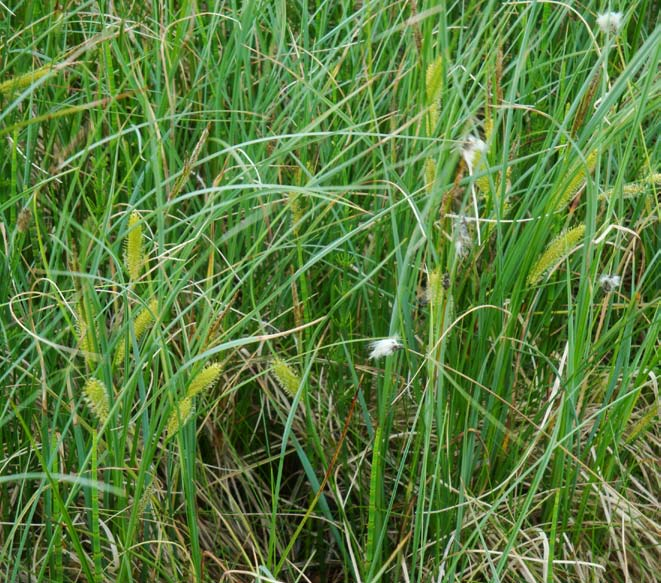 Carex rostrata, flaskstarr Dess strån är sträva och axen har en skrovlig yta.