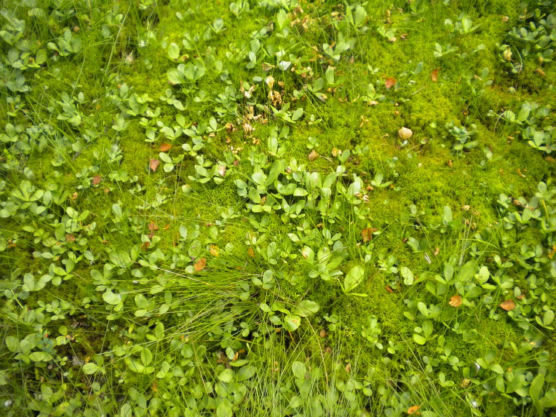 Mönster Blängsmossen, Skövde kommun 2012-09 På grund av växternas unika utseende, uppbyggnad och sammansättning kan det uppstå spännande