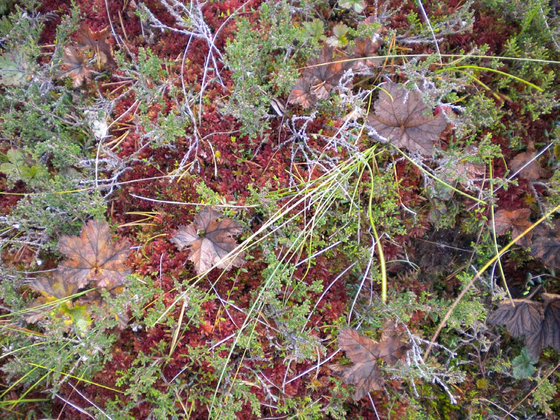 unika mönster Vattenklöver (Menyanthes trifoliata), vitmossa (Sphagnum sp.