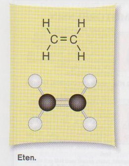 Eten är den enklaste alkenen Eten har två kolatomer och fyra väteatomer.
