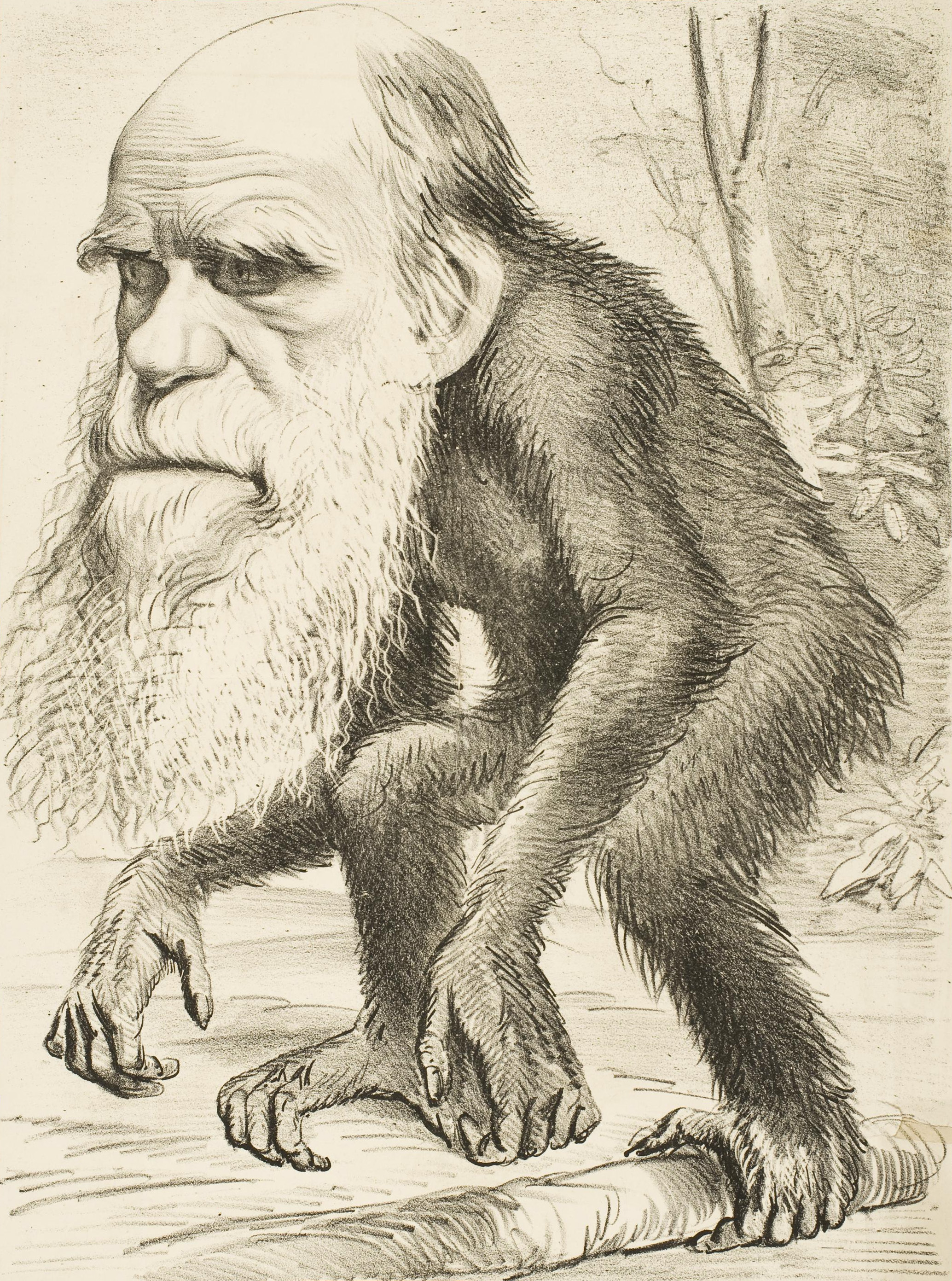 Evolutionsteori; Människans ursprung; Anatomiska och neurologiska förutsättningar för språk Evolutionsteori Evolutionsteorins grunder idén om ett gemensamt ursprung för alla arter lades fram av
