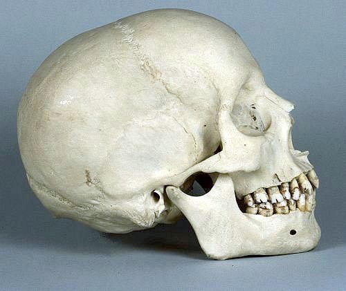 färgseende hade händer anpassade till att klättra (gripa) Apor Anthropoidea delar sig i nya och gamla världens apor (c:a 40 milj.