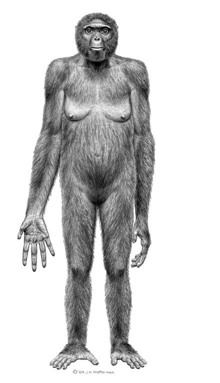 Hominider (4) hominidernas tidiga historia är uteslutande afrikansk äldsta kända fossil i den mänskliga grenen av hominider (Hominina) är Ardipithecus 4-6 milj.