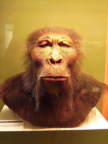Hominina är Australopithecus anamensis (c:a 4 milj.