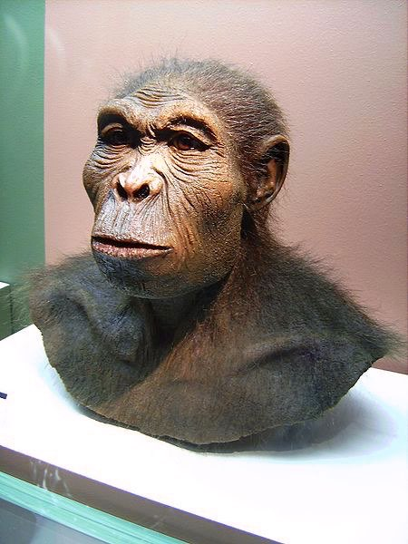 Homo de tidigaste Homo habilis och Homo rudolfensis uppstod c:a 2 milj.