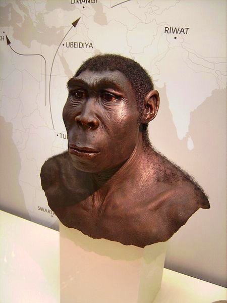 Homo (2) Homo ergaster leder till Homo erectus som levde från c:a 1,8 milj.