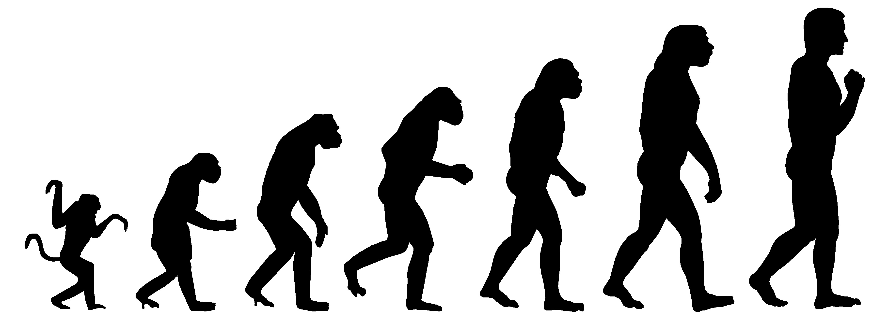 Människans ursprung och evolution Människans evolution our [evolutionary] history is not a simple progression up a straight ladder ours is just a single twig in a thriving bush (s.