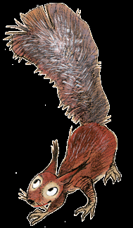 Ekorrteckningarna: Mika Launis Helsingfors stads djursymbol är ekorren (Sciurus vulgaris) och