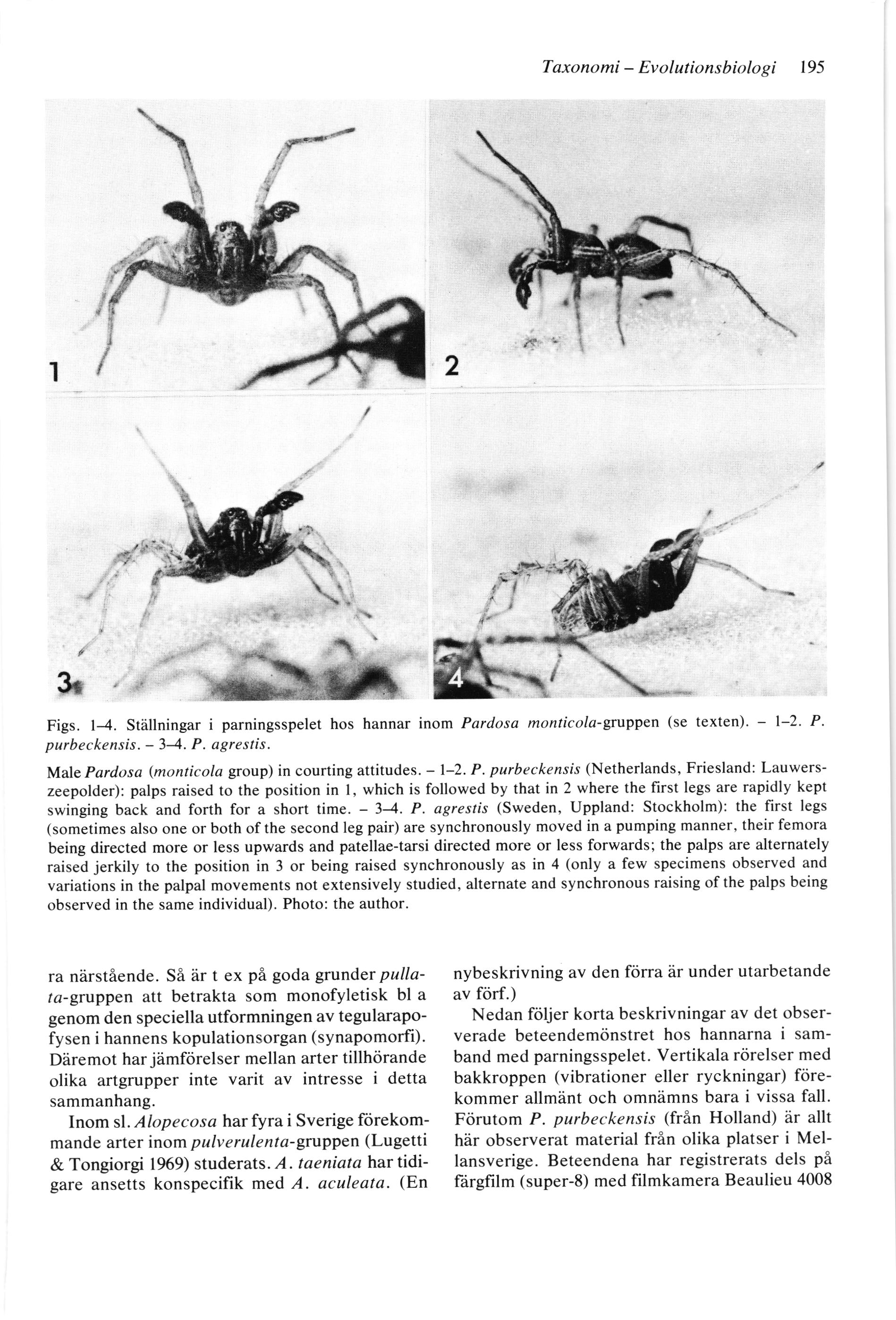 Taxonomi - Evolutionsbiologi 195 Figs. 1-4. Sthllningar i parningsspelet hos hannar inom Pardosa monticola'gntppen (se texten). - l-2. P. purbeckensis. - 34. P. agrestis.