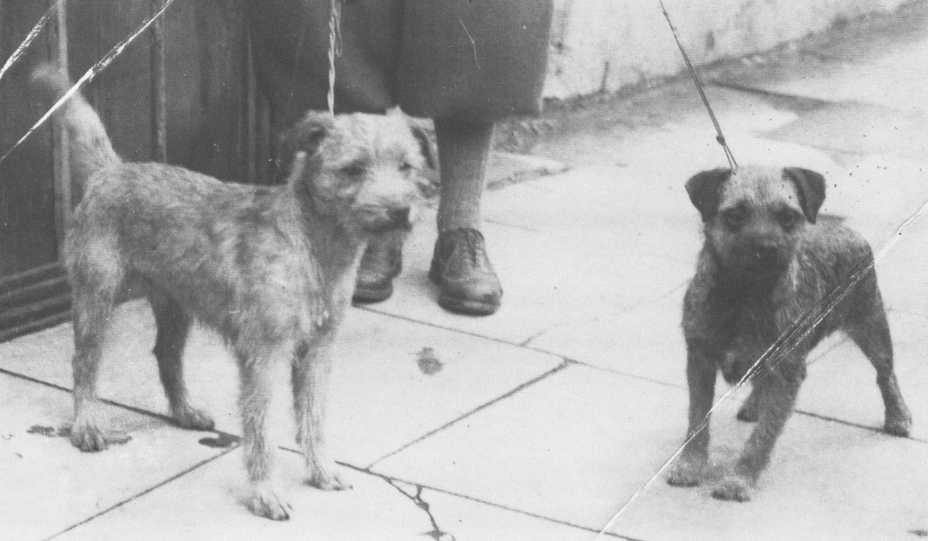5/24 Leatty Linkup och Leatty Golden Randy, importerade på 1950-talet och urhundar i den svenska populationen. Många av dagens borderterrier härstammar från dessa.