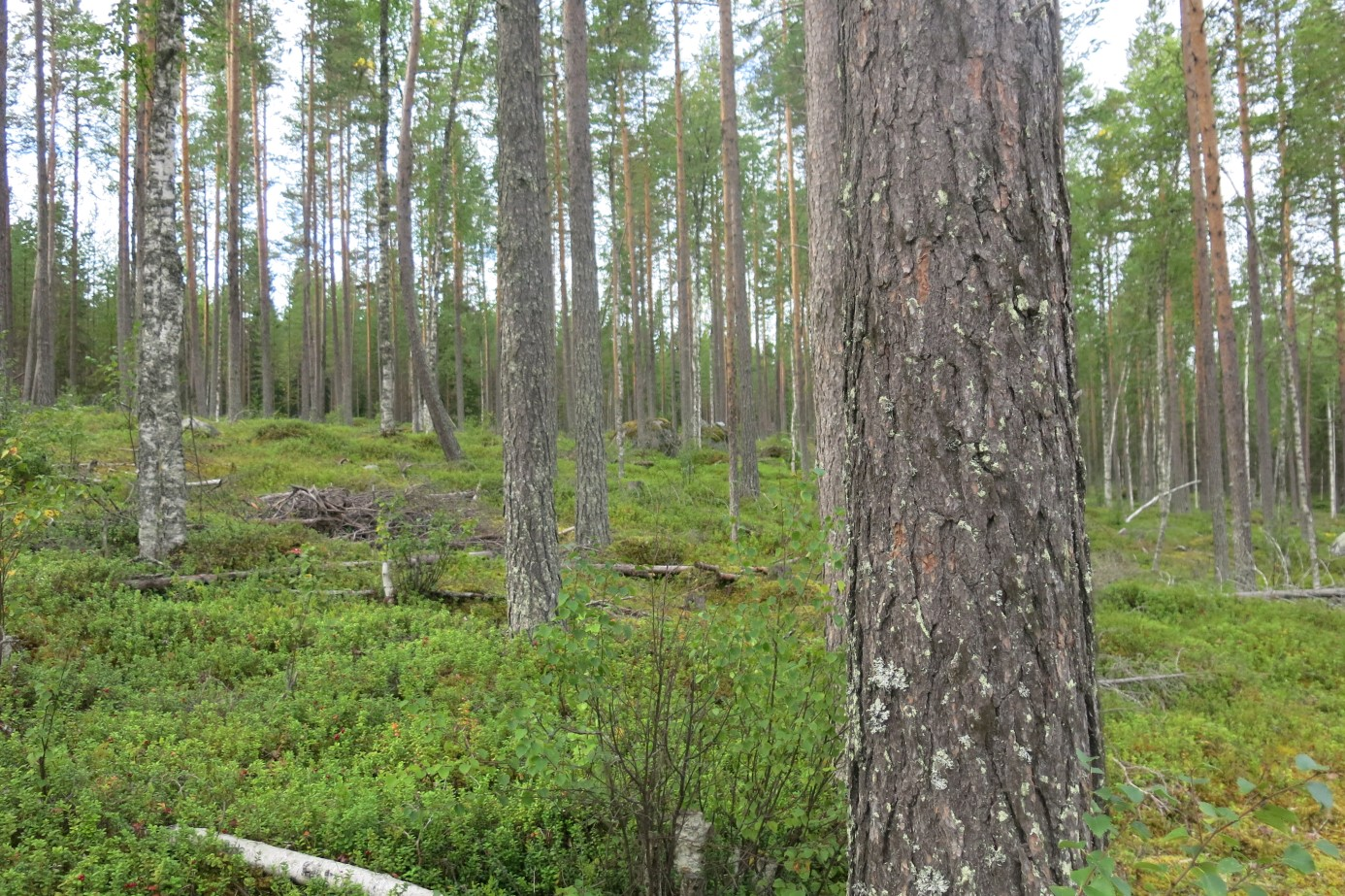 Skog i Junsele