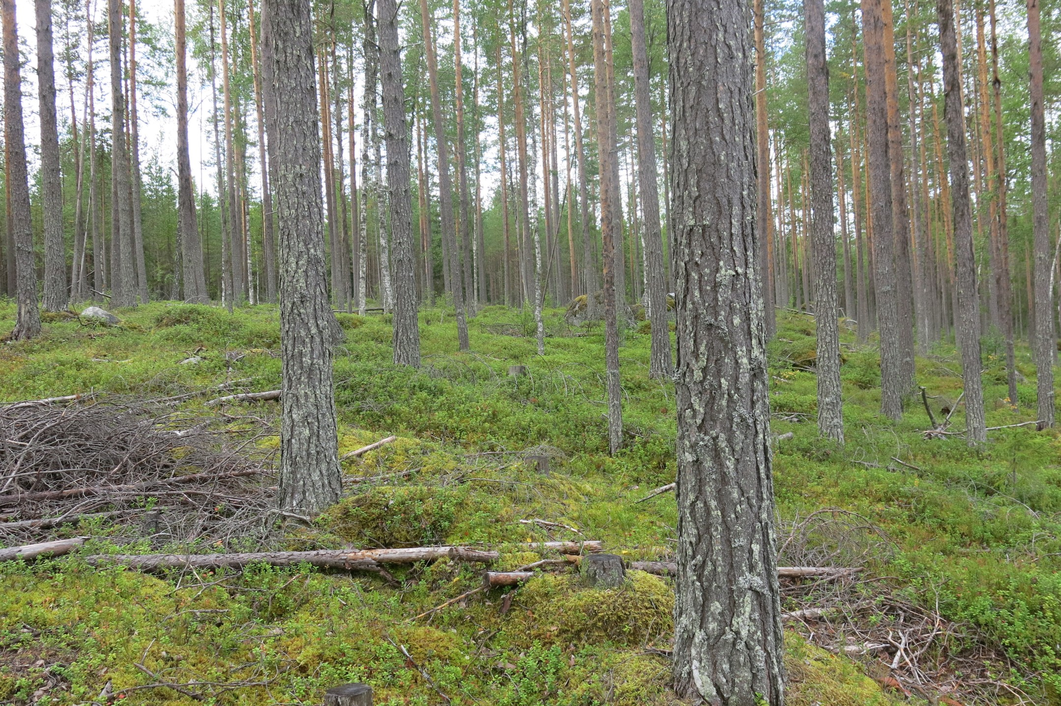Avdelning 26 dominerad skogsfastighet om 71 ha varav 40 ha är