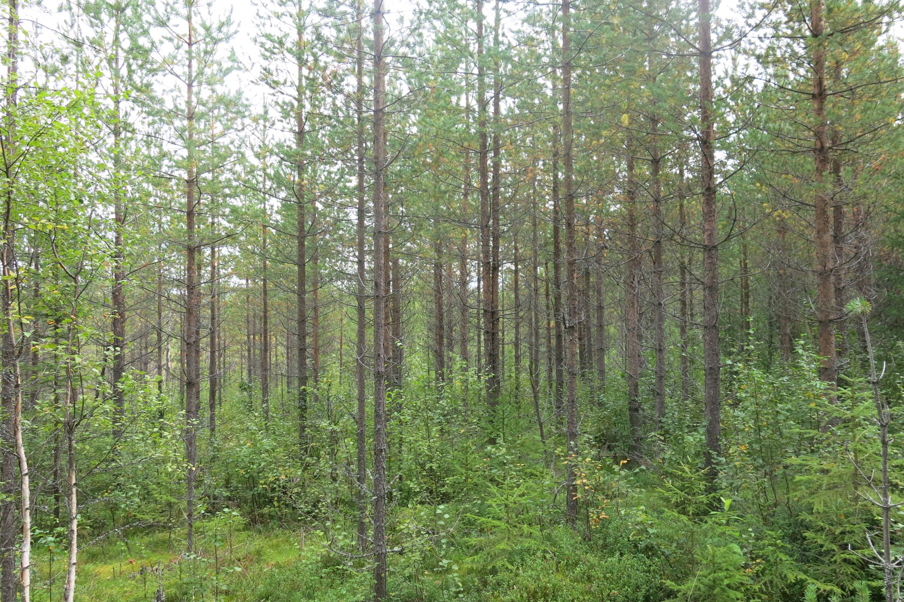 Avdelning