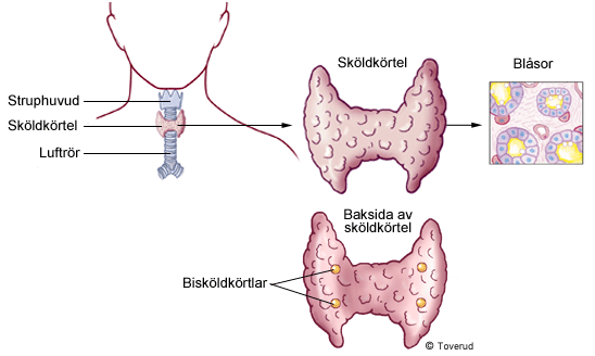 Sköldkörtelns - aktiverar cellerna (metabolismen/ämnesomsättning) Sköldkörteln är kroppens största