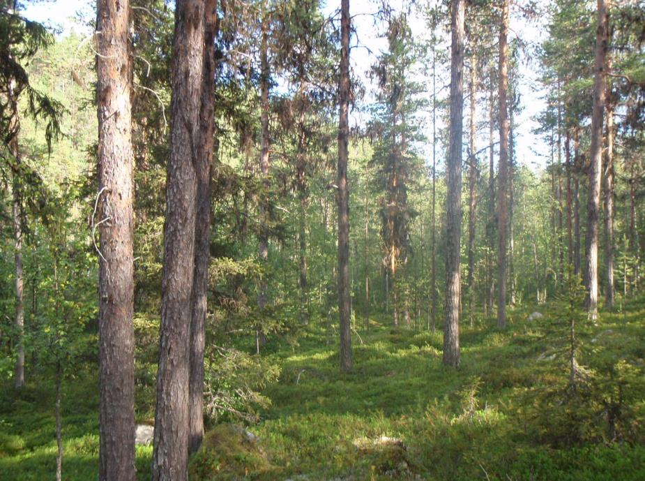 Anteckna resultatet och de nya samiska benämningarna. Anteckna resultatet i tabellerna. Mars Fältobservation med våra experter. Undersök betesförhållandet. Hur djup är snön, kvalitén på snön betet?