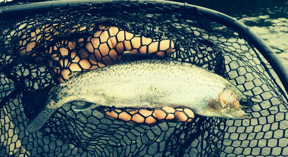 riser går till bland annat den som fångar första fisken och den som fångar största fisken. Mer info: www.ronneby.