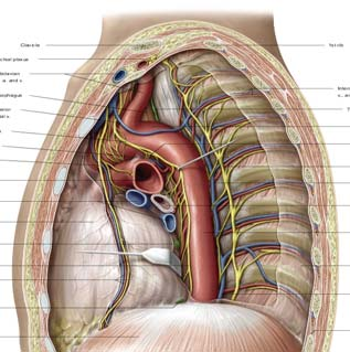 Aorta