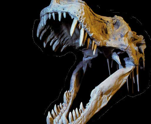 Då är det ju inte säkert att man förstår hur en Tyrannosaurus rex verk ligen såg ut. Sue hittas Ett mycket ovanligt fynd gjorde en forskare i USA 1990.