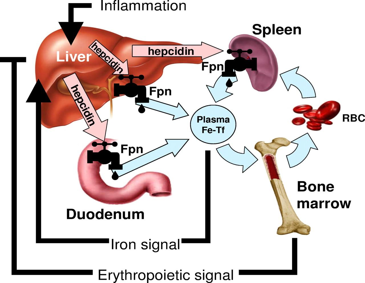 The role of hepcidin in iron metabolism. Goodnough L T et al.