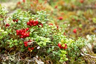 Troligtvis kommer dessutom prissvängningarna att bli än mer dramatiska i framtiden än hittills.