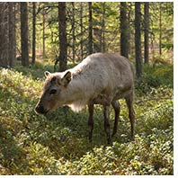 58 (62) Gruvindustrin är basen för ett kluster av aktiviteter med världsledande tillverkare av gruvutrustningar.