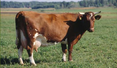 Kontroll av foder till animalieproducerande djur Läkemedel för inblandning i foder får köpas endast med recept från veterinären.