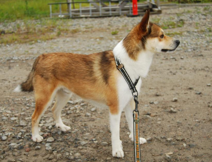 Årets Lundehund 2012