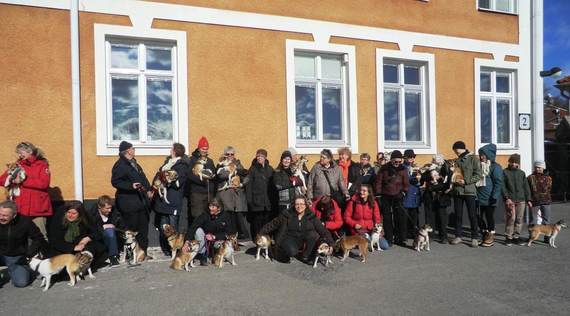 Deltagarna i Mälardalens lundehundträff visar upp sig innan de går ut på promenad på Djurgården efter årsmötet.