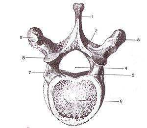 Kota = vertebra, kotor = vertebrae 1. Processus spinosus, taggutskottet 2.