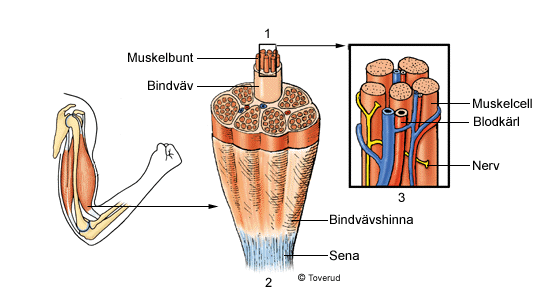 MUSKLER