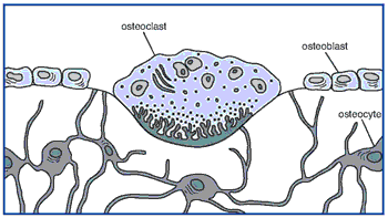 Benceller Osteoblast bygger upp Osteoklast bryter ner Osteocyt- står för benvävnadens underhåll Figure 4.