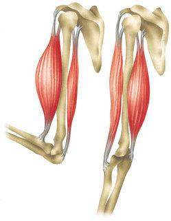 m. biceps brachii och m. triceps brachii 1. m. biceps brachii Böjer armbågsleden Från skulderbladet till proximala underarmen 2.