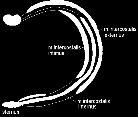 m.m. intercostales externa och m.m.intercostales externa 1. m.m. intercostales externa Inandning Ytterst mellan revbenen 2.