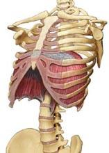 Diaphragma = mellangärdet Viktigaste andningsmuskeln (inandning) Avgränsar