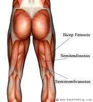 m. biceps femoris Från sittbenet till underbenet