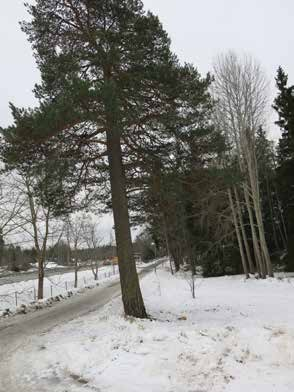 36 nan, har ett naturvärdesobjekt av klass 3 identifierats. Området består av ekskog på sydsluttning. Området bedöms inte beröras av utbyggnadsförslaget i detta läge.