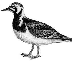 KAPITEL 17 Inventeringen av Vänerns fågelskär, dvs. skär med kolonihäckande sjöfåglar, ingår som en del av miljöövervakningen i Vänern.