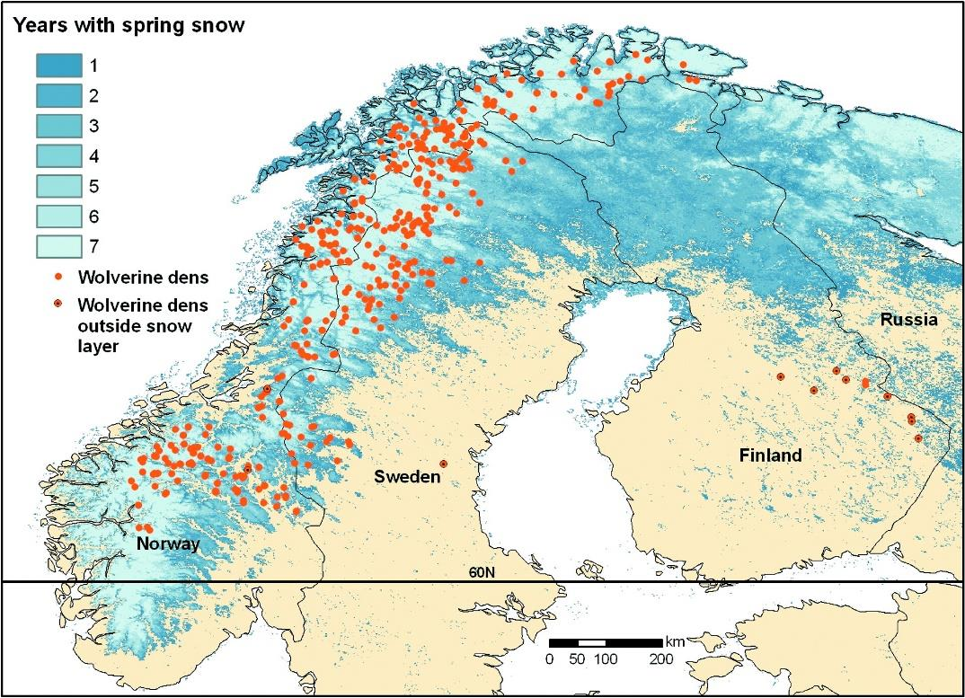 (2007). Forskarna kom fram till att nästan alla lyor låg i områden som har ett bestående snötäcke under våren.