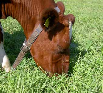 Om du har 1,5 hektar eller mer per ko och ungdjur finns bra förutsättningar för en hög självförsörjningsgrad.